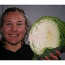 GREEN CABBAGE HALF LEVIN Grown